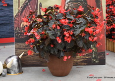 De Viking XL is er voor nu nog in 1 kleur en dat is de Red on Chocolate. Net zoals bij de normale Viking zit er veel groei en bloeikracht in de plant maar dan een formaatje groter.